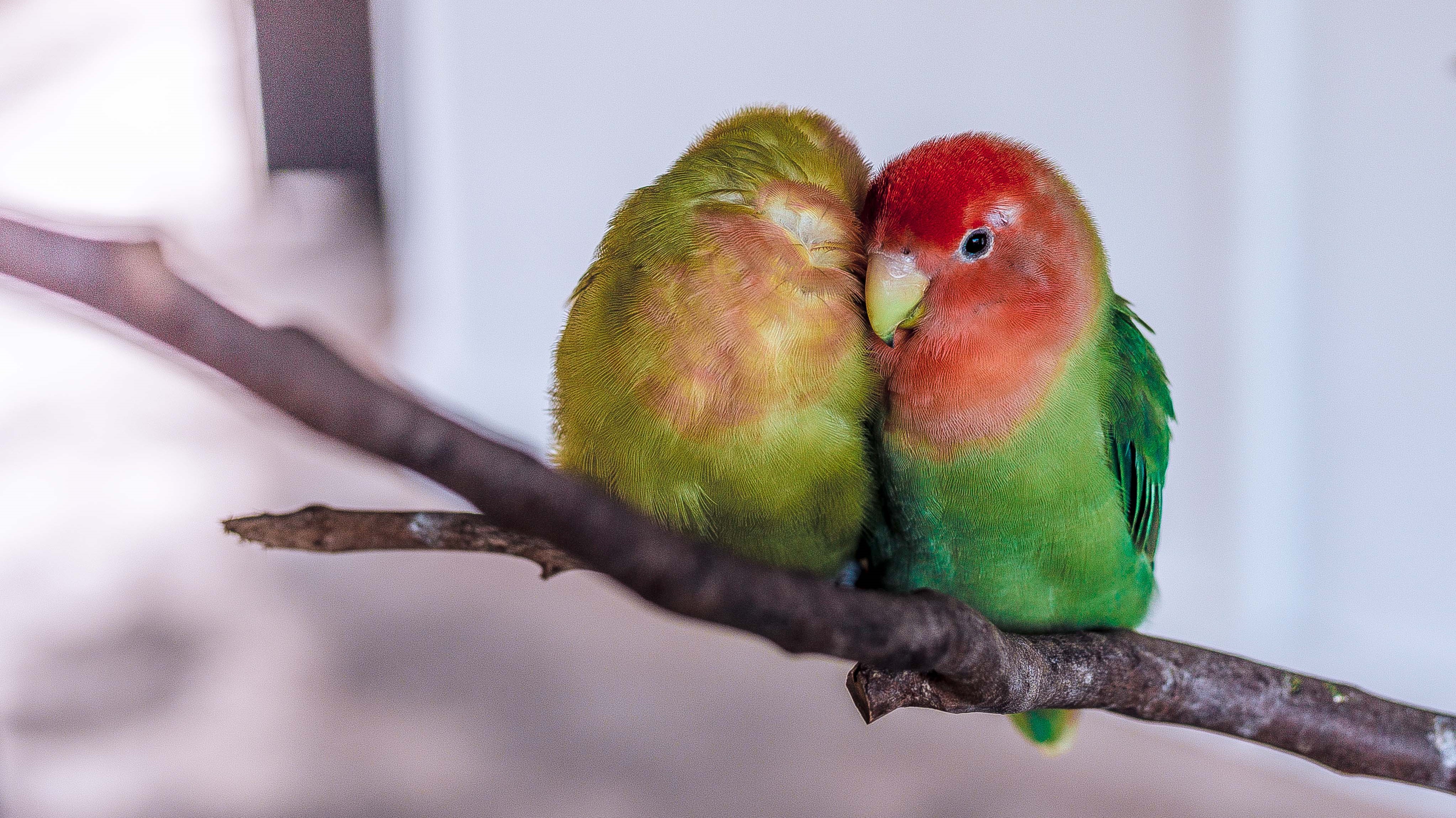 Polymorphisme avec le kata parrot refactoring