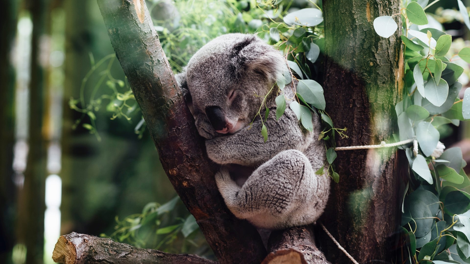 Refactoring Is Like Sleeping