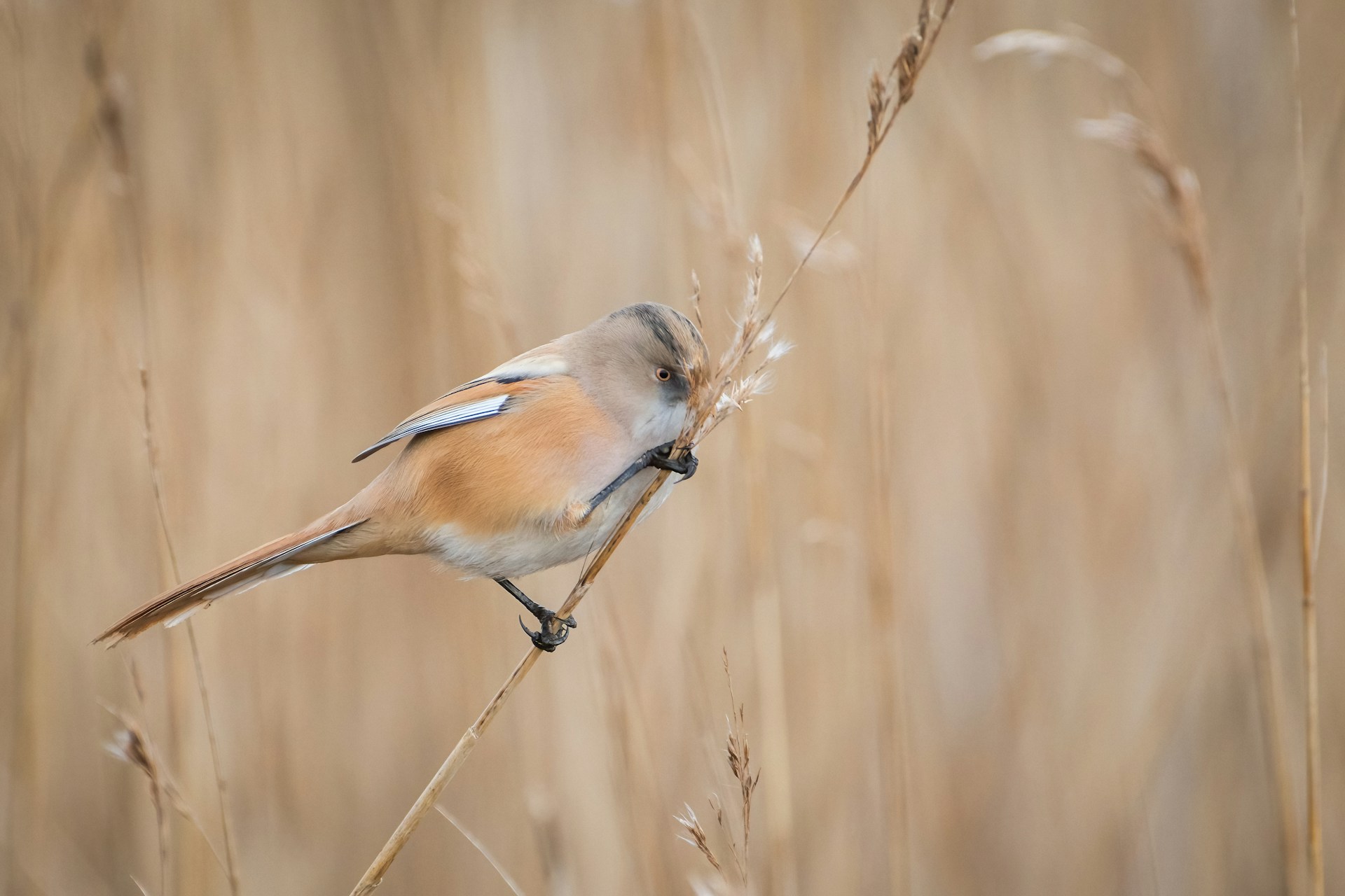 Agile: A Mindset for Adaptive and Collaborative Work