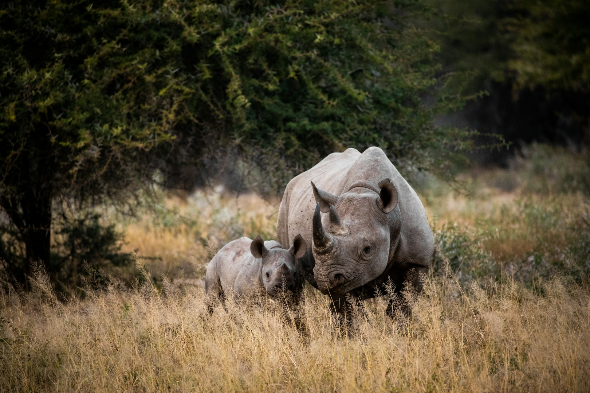 Balancing Profit and Preservation: Sustainable Strategies for Wildlife Management in South Africa